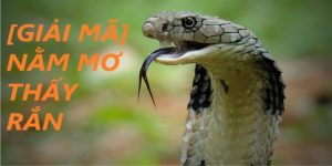ảnh bìa mơ thấy rắn là điềm gì