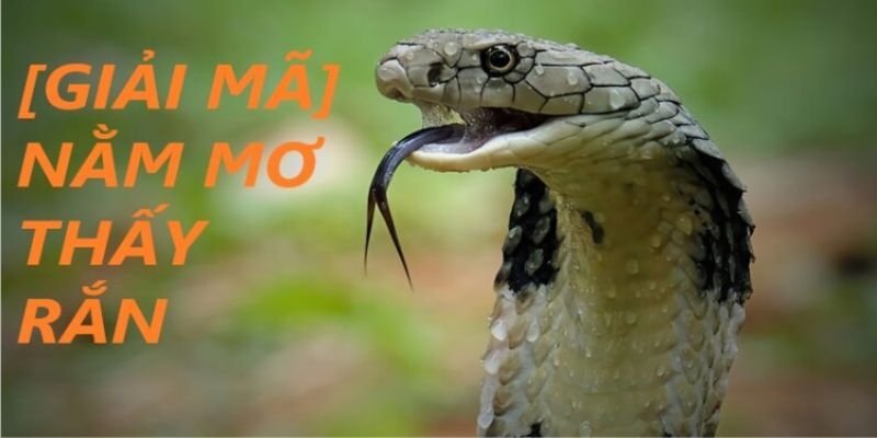 ảnh bìa mơ thấy rắn là điềm gì