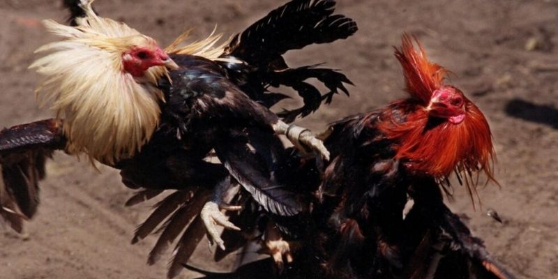 BJ39 Đá Gà luôn là điểm đến hàng đầu!