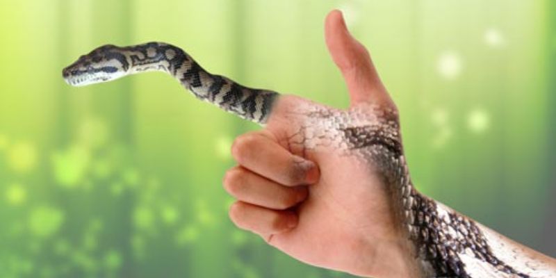 Cách chọn số hiệu quả từ giấc mơ thấy rắn