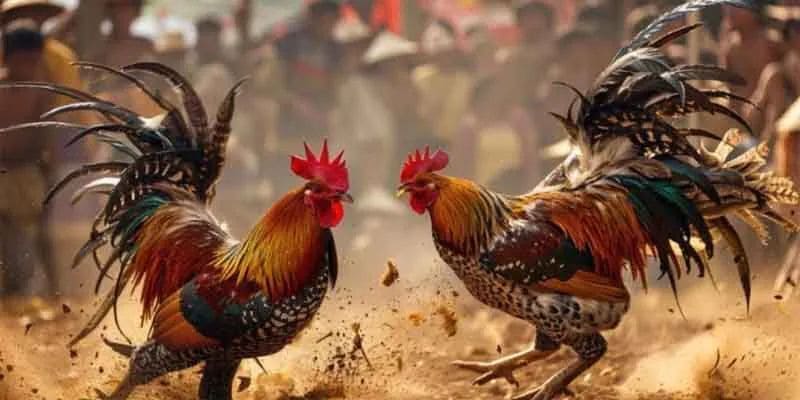 Đá gà đòn truyền thống có sức hút lớn