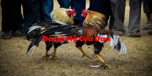 đá gà mỹ cựa dao ảnh đại diện