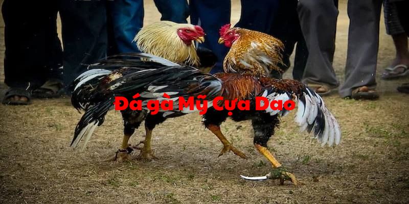 đá gà mỹ cựa dao ảnh đại diện
