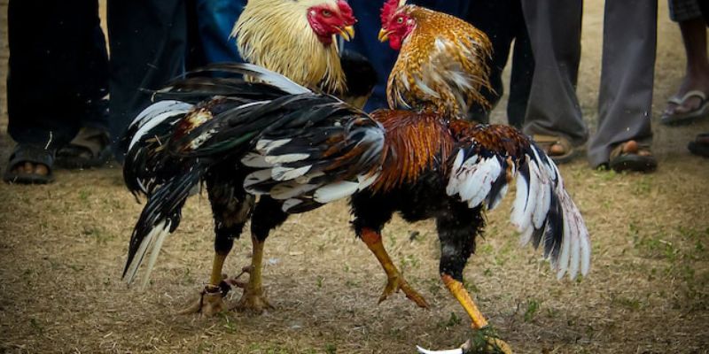 Đá gà Mỹ với cựa dao sắc bén
