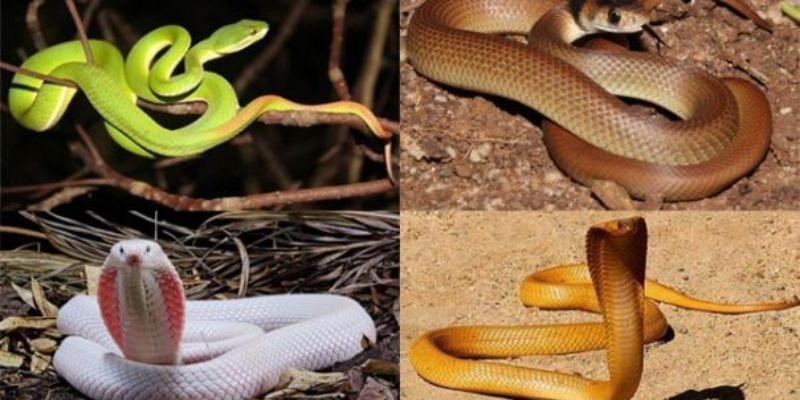 Giải mã chi tiết từng tình huống của giấc mộng