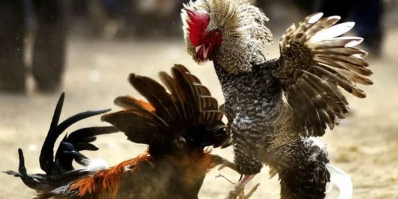 Loại hình cá cược đá gà cực hấp dẫn!